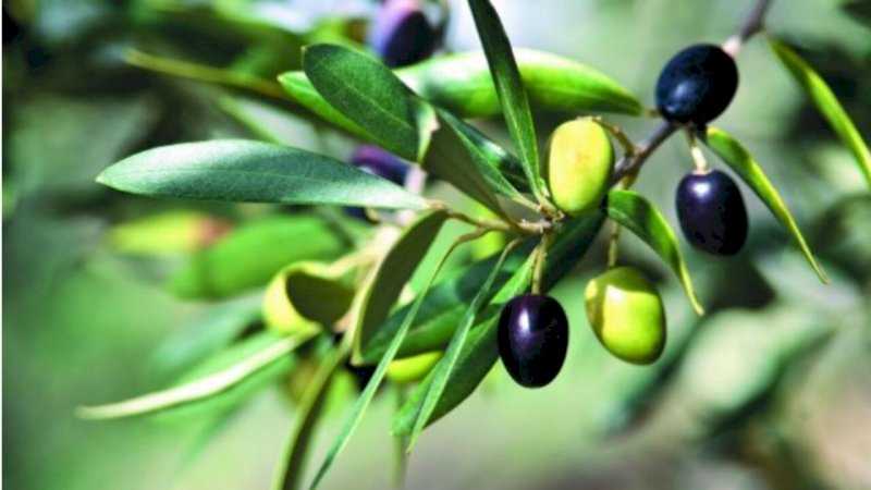 Zeytin Fidanı