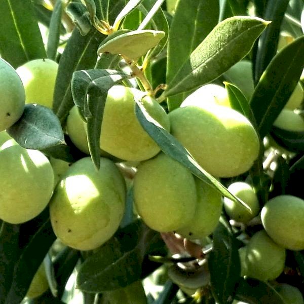 Domat Zeytin Fidanı