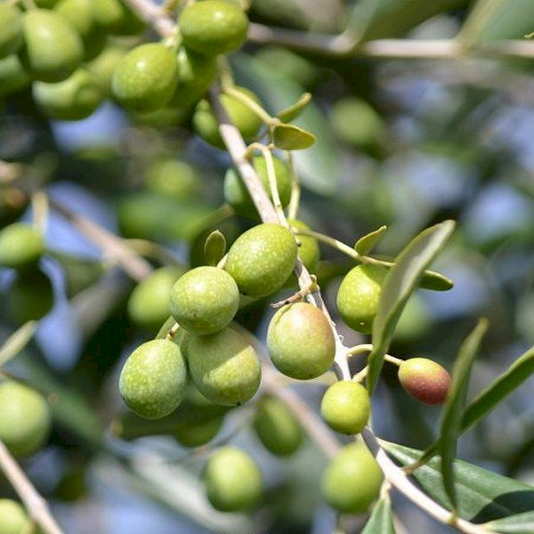 Yamalak Sarısı Zeytin Fidanı