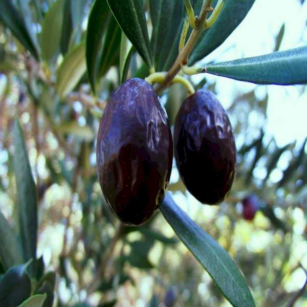 Erkence Zeytin Fidanı